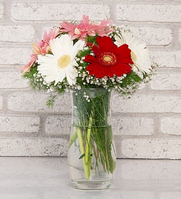 Cam Vazoda Gerbera